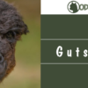 Gutschein für den Einkauf bei den Odenwald Alpakas – Bild 2